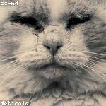 Evangeline Jast Profile Picture