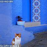 Cecile Nitzsche Profile Picture